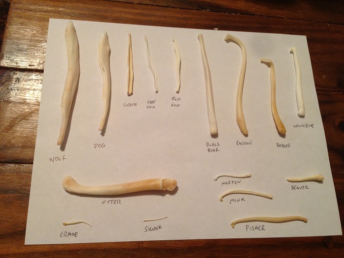 مجموعة من عظام القضيب لعدد من الثدييات