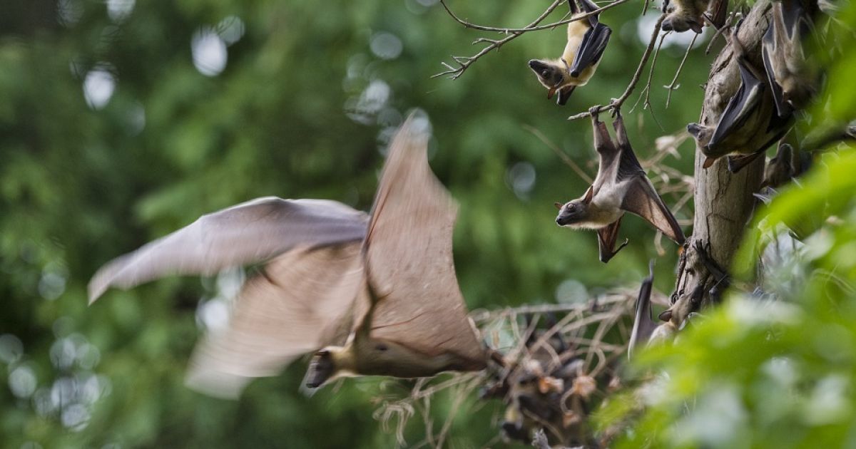 لماذا صارت الخفافيش كائنات ليلية؟